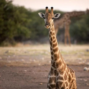 Meet your Posher, Camryn